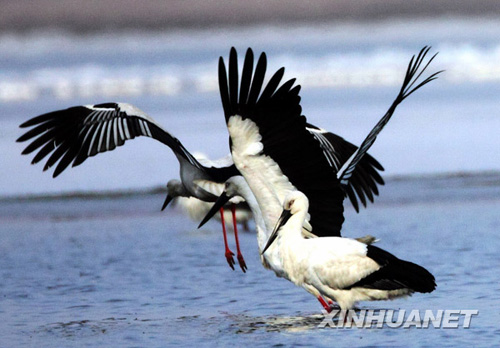 Burung Kedidi