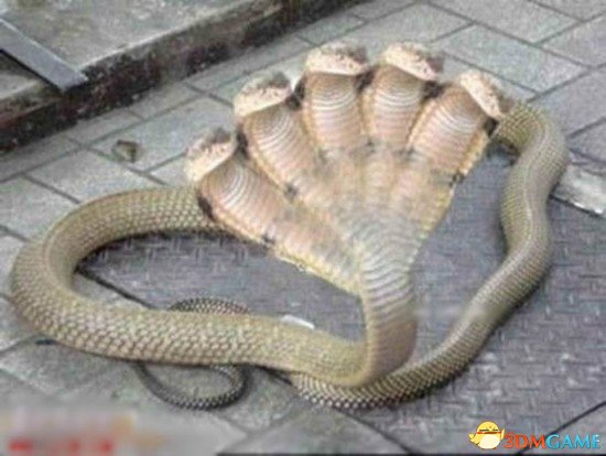 Erkaklarda egilgan jinsiy olat